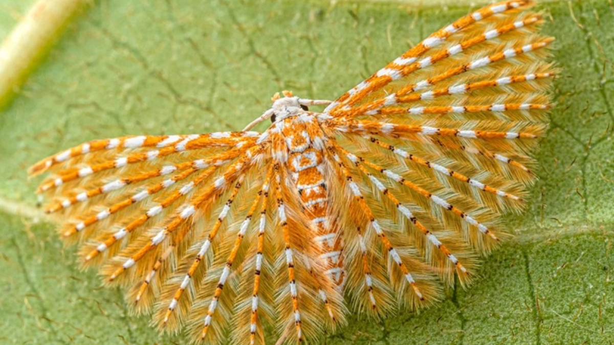 Oito novas espécies de libélulas e cerca de 60 de borboletas e mariposas foram catalogadas pela primeira vez na região angolana (Foto: Nicky Bay/ The Wilderness Project)