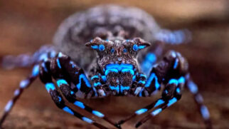 Aranha-caranguejo-coroada fluorescente foi uma das descobertas mais surpreendentes da expedição científica realizada no remoto Planalto de Lisima, em Angola (Foto: Nicky Bay /The Wilderness Project)