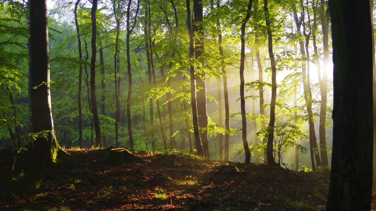 Novo estudo indica que as florestas podem armazenar menos carbono do que os modelos climáticos estimavam (Foto: Pexels)