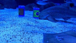 Momento em que Ritinha tubarão do acquario escolhe o Brasil como campeão