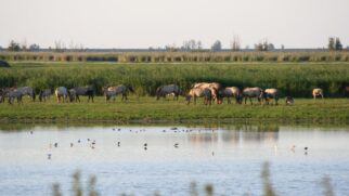 Conheça a história da reserva de Oostvaardersplassen, na Holanda, um experimento ecológico que pretendia isolar a intervenção humana, mas terminou em tragédia animal. (Foto: Wikimedia Commons)