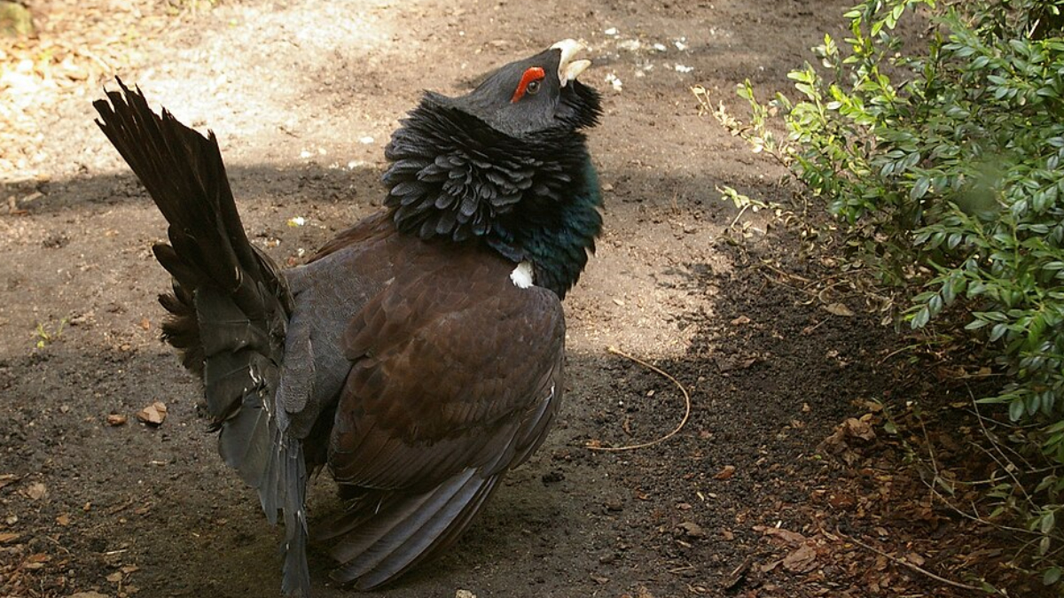 Criadas em cativeiro, as aves enfrentaram dificuldades para reconhecer e escapar de predadores após a soltura (Foto: Piastu/ Wikimedia Commons)