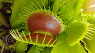Dioneia captura pequenos insetos com armadilhas naturais, mas não oferece riscos (Foto: Philiptdotcom/Wikimedia Commons)