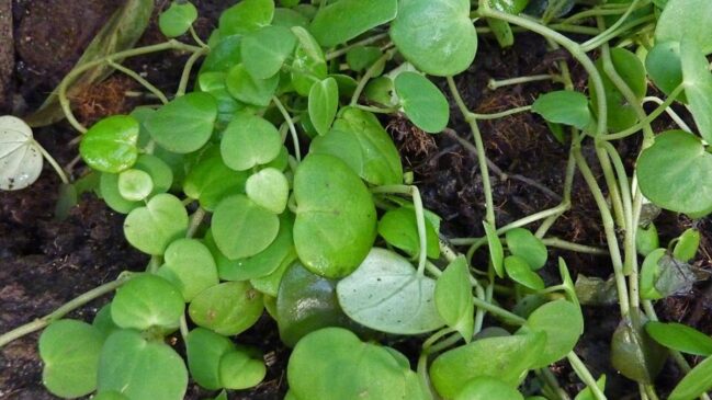 Peperômia escandente (Peperomia scandens): Tem folhas delicadas em formato de coração. Fica linda em prateleiras e pede boa luminosidade (sem sol direto) e regas frequentes, mas sem encharcar (Foto: James Steakley/Wikimedia Commons)