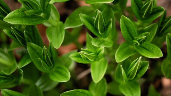 Dinheiro-em-penca (Callisia repens): De crescimento rápido, forma uma "cortina" de pequenas folhas arredondadas. Gosta de luz indireta, umidade e regas regulares (Foto: Magnific)
