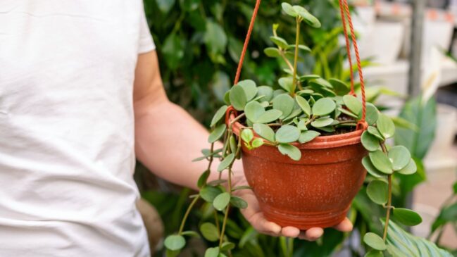 Jiboia (Epipremnum aureum): Uma das mais resistentes. Possui folhas verdes brilhantes com manchas amarelas ou brancas. Prefere luz indireta e regas moderadas (deixe o solo secar entre as regas) (Foto: Magnific)
