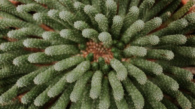 Cacto-macarrão (Rhipsalis baccifera): Parece um emaranhado de fios verdes e não possui espinhos agressivos. Adapta-se bem à meia-sombra ou luz difusa e exige pouca manutenção (Foto: Magnific)