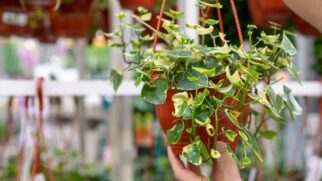 Saiba como cultivar a planta coração emaranhado e descubra os cuidados básicos para mantê-la bonita e saudável durante o ano todo (Foto: Magnific)