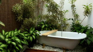 Plantas que gostam de umidade são ideais para decorar banheiros e criar uma atmosfera relaxante (Foto: Flávia Vicentini/ Pexels)