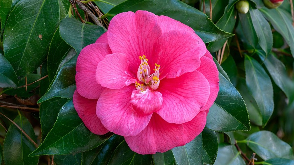 Camélia (Camellia japonica): a rainha do outono/inverno! Esta planta de origem asiática produz flores grandes e delicadas com cores que vão do branco ao vermelho intenso (Foto: PumpkinSky/Wikimedia Commons)