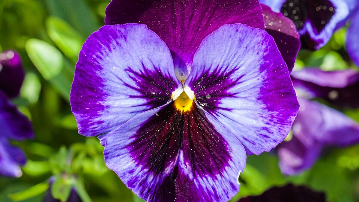 Amor-perfeito (Viola × wittrockiana): uma flor pequena, mas muito charmosa, famosa pelas suas pétalas que lembram pequenas borboletas com um degradê de cores (Foto:
Diego Delso /Wikimedia Commons)