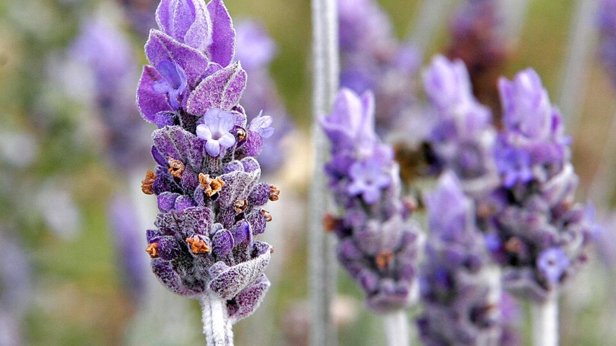 4. Lavanda (Lavandula angustifolia): a queridinha de quem ama aromas relaxantes, a lavanda é uma flor rústica que se desenvolve muito bem no frio e até suporta geadas ocasionais (Foto: Fir000/Wikimedia Commons)