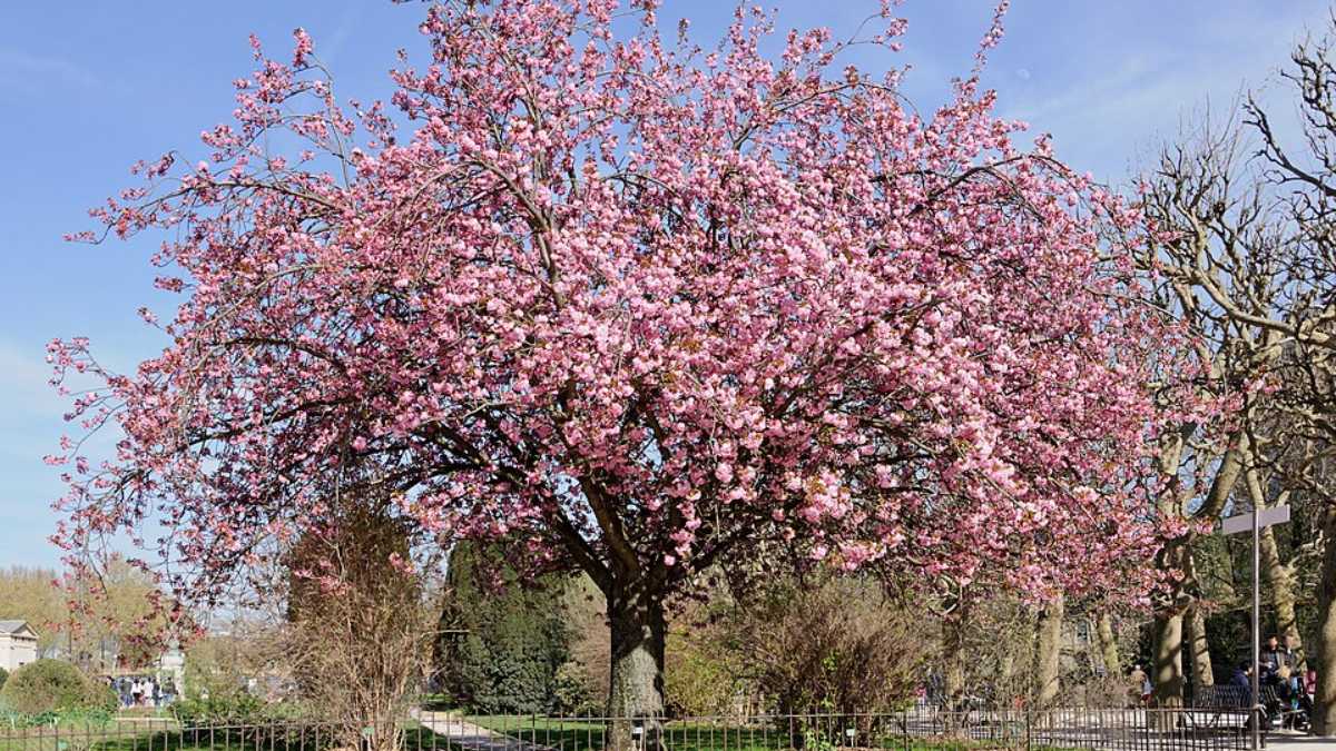 Cerejeira-ornamental (Prunus serrulata)Embora seja famosa pelo espetáculo da primavera, a cerejeira precisa do frio intenso do inverno para se preparar para a floração (Foto: Myrabella/Wikimedia Commons)