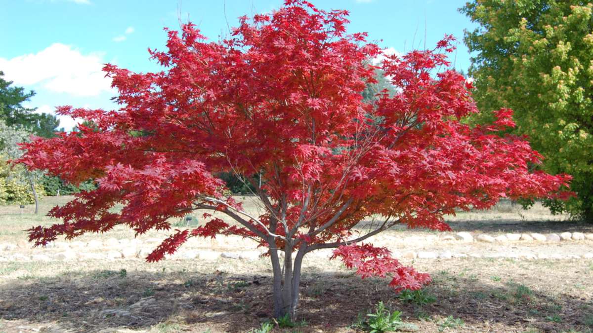 Bordo Japonês (Acer palmatum 'Ornatum): famosa por suas folhas rendadas e delicadas (variedade dissectum) e por sua folhagem que muda de cor a cada estação. É uma planta muito apreciada para vasos e pequenos jardins (Foto: Raimundo Pastor/Wikimedia Commons)