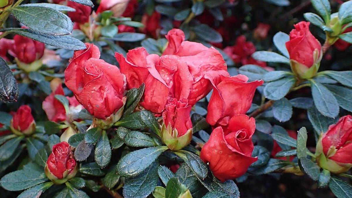 Azaleia (Rhododendron simsii): é nativa de regiões asiáticas sujeitas a invernos frios. Para florescer intensamente durante o outono e inverno, ela precisa de temperaturas mais amenas e dias mais curtos (Foto: Krzysztof Ziarnek, Kenraiz/Wikimedia Commons)