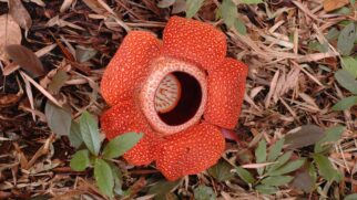 Rafflesia hasseltii é uma das flores mais raras do mundo. (Foto: Wikimedia Commons)