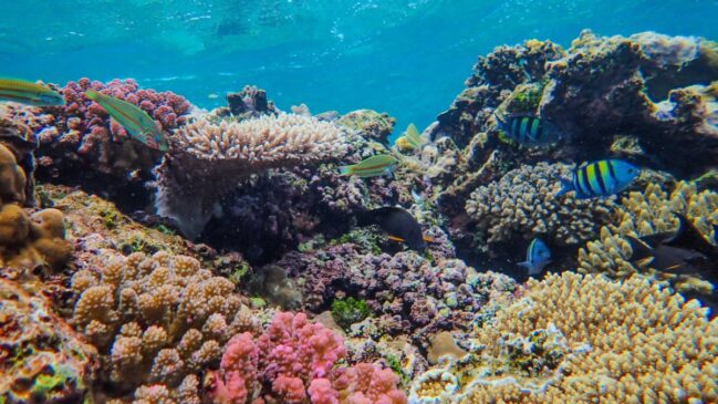 Localizada na Península de Maraú, a Praia de Taipu de Fora encanta visitantes com mergulho, snorkeling e paisagens tropicais (Foto: Pexels)