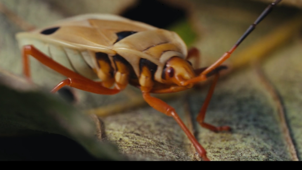 Registro do grilo predador encouraçado, uma das dezenas de novas formas de vida encontradas em área isolada da Angola (Foto: The Wilderness Project)