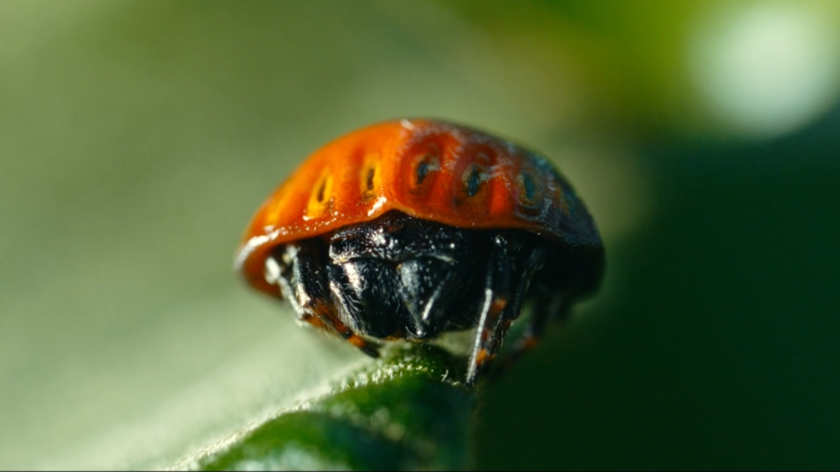 Além da aranha fluorescente, pesquisadores descobriram uma nova espécie de aracnídeo que imita joaninhas para afastar predadores (Foto: The Wilderness Project)