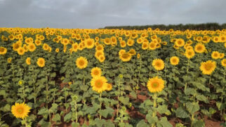 Campos de girassóis em Jaboticabal criam uma paisagem dourada que atrai visitantes de todo o estado (Reprodução: YouTube)