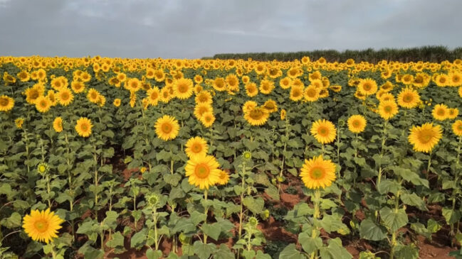 Campos de girassóis em Jaboticabal criam uma paisagem dourada que atrai visitantes de todo o estado (Reprodução: YouTube)