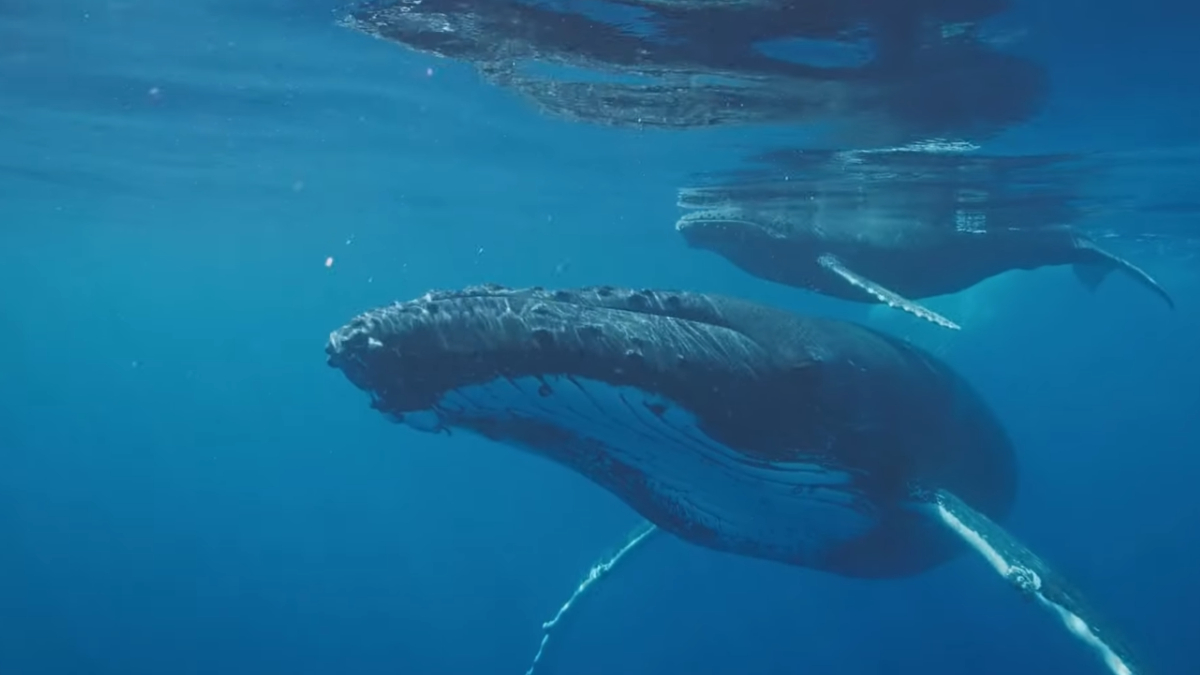 Embarcações devem respeitar distância mínima dos animais para evitar impactos no comportamento natural das baleias (Reprodução: YouTube)