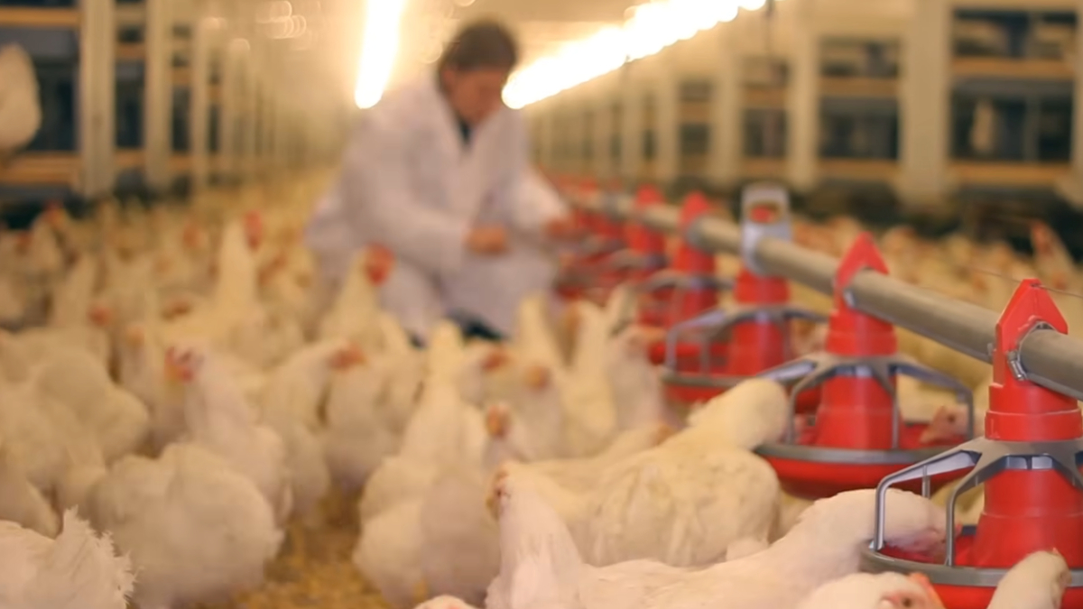 Apesar dos mitos, os nuggets seguem processos de fabricação e controle de qualidade definidos pela indústria alimentícia (Reprodução: YouTube)