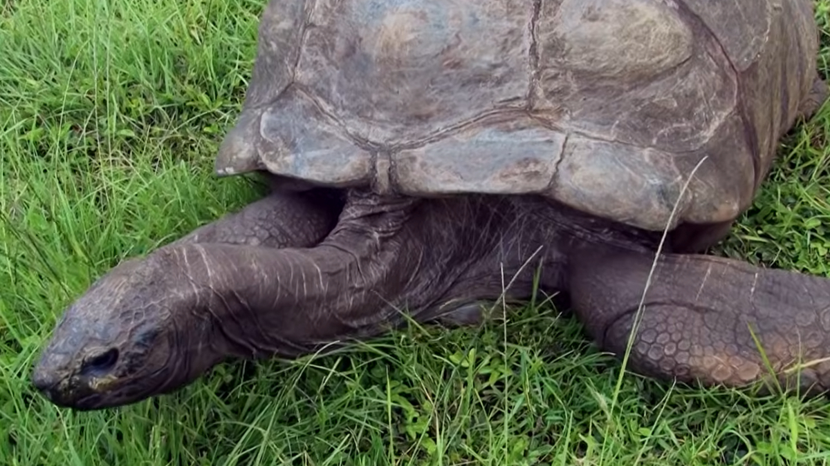 A tartaruga Jonathan vive na ilha de Santa Helena e é considerada o animal terrestre mais velho do planeta (Reprodução: YouTube)