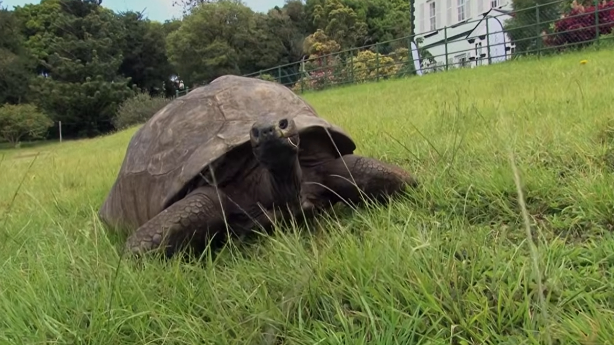 A vida extraordinária da tartaruga mais velha do planeta acaba de ganhar um novo capítulo com reconhecimento internacional (Reprodução: YouTube)