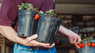 Entenda por que levantar o vaso de planta do chão melhora a oxigenação das raízes (Foto: Pexels)