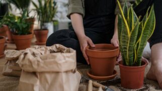 Conheça os vasos de tecido para plantas, veja as vantagens, os cuidados necessários e quais espécies se adaptam melhor ao cultivo (Foto: Pexels)