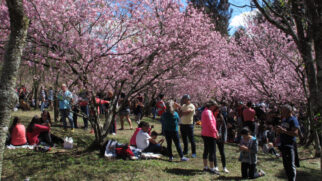 Visitantes aproveitam a temporada das sakuras para fotografar uma das paisagens mais bonitas do estado (Foto: Marcelo Ilha)