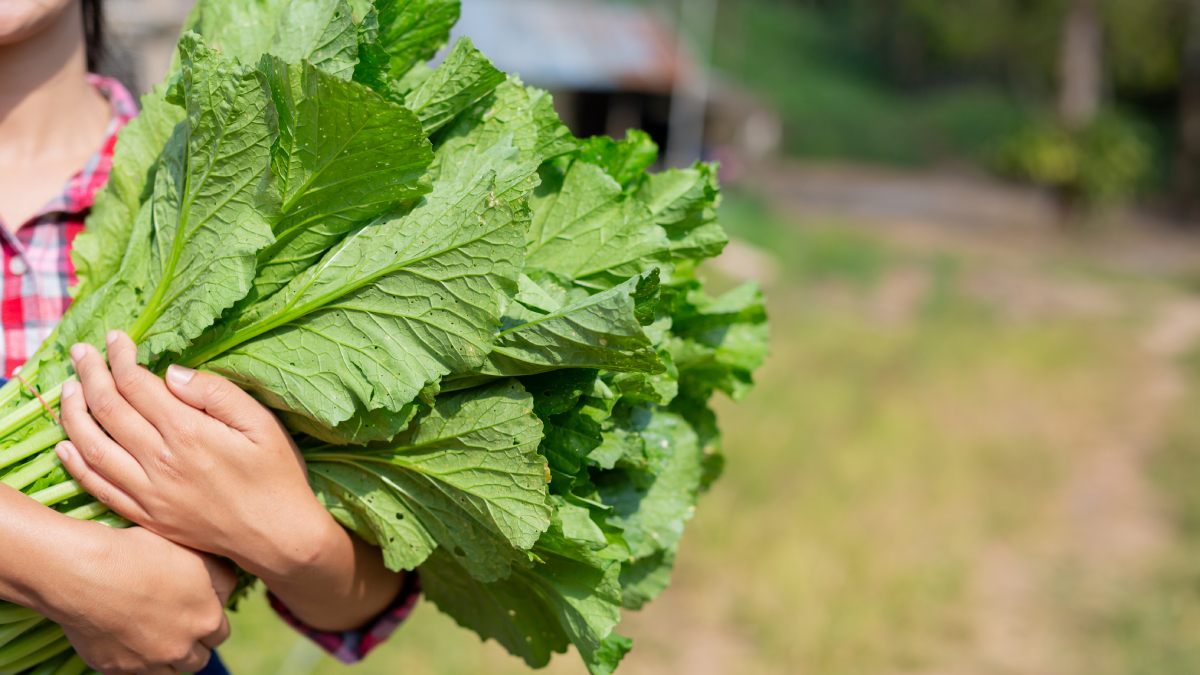 Simples e acessível, a combinação de feijão com couve pode deixar as refeições mais nutritivas (Foto: Freepik)