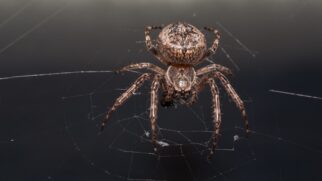 O golpe do amor: cientistas descobrem espécie de aranha que manipula a luz de vaga-lumes capturados para imitar fêmeas e atrair novas vítimas para a teia. (Foto: Magnific)