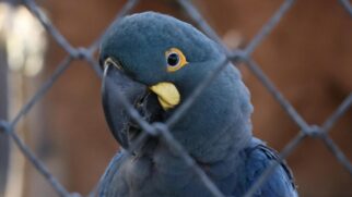 Uma imagem que vale mais que mil palavras: a arara-azul-de-lear renascendo no Cecfau antes de voar livre pelo sertão baiano. A ciência mudando o destino da nossa fauna! (Foto: Divulgação/Agencia SP)