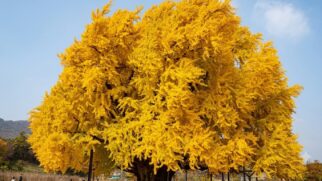 A árvore ginkgo, da Coreia do Sul