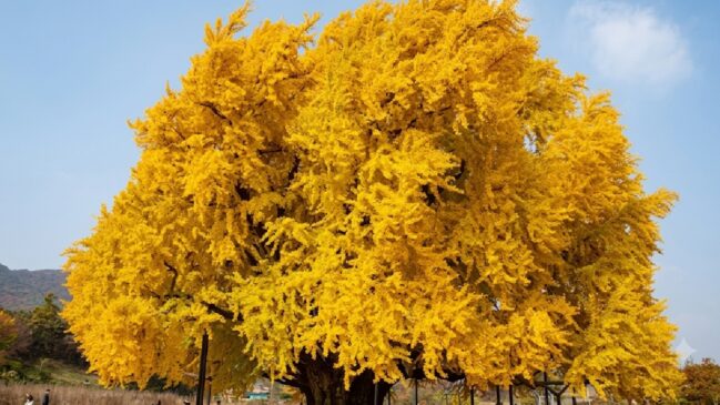 A árvore ginkgo, da Coreia do Sul