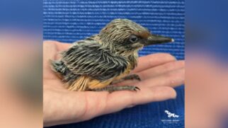 Um martim-pescador-de-Guam, espécie extinta na natureza, nasceu no Aviário Nacional. (Foto: Divulgação/National Aviary)