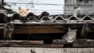 Cenário paradisíaco esconde um problema ambiental sem precedentes que mobiliza autoridades e pesquisadores (Foto: Freepik)