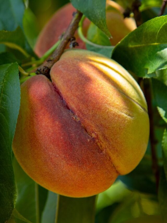 Árvore fácil de cultivar produz fruta saborosa