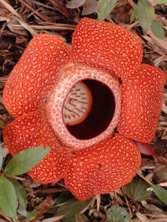 Entenda mistério da rara flor-cadáver que leva 9 meses para crescer e apodrece em poucos dias