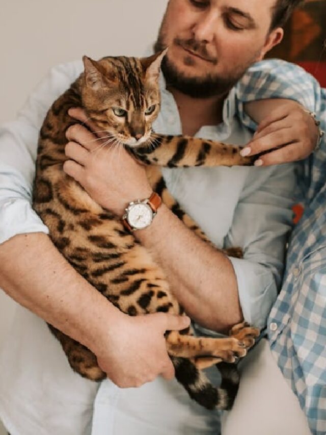 Doença do gato: como proteger a família e pets do fungo que rompe barreiras e se espalha na vida selvagem