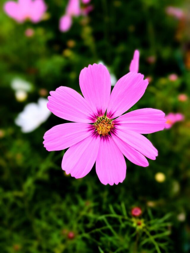 Cosmos: a flor fácil de cultivar que deixa o jardim colorido o ano todo
