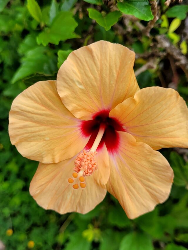 Nova estrela dos jardins, essa planta é fácil de cuidar e dá flores coloridas o ano todo