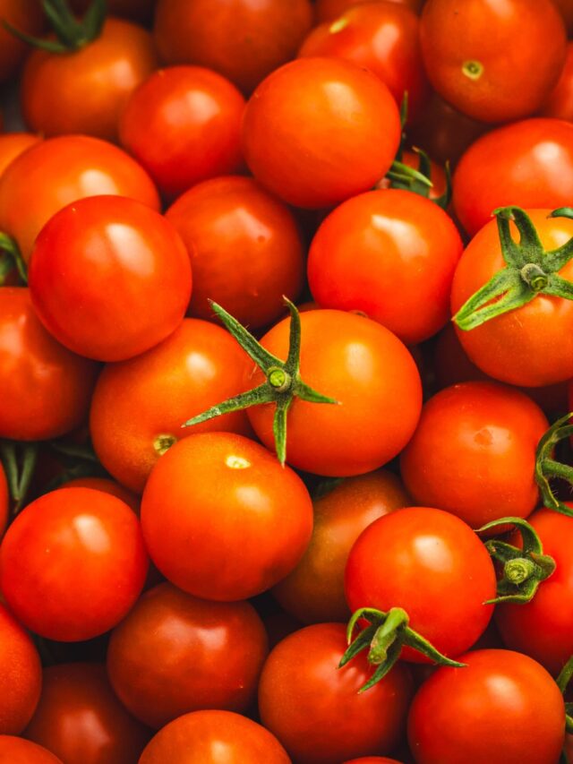 Como plantar tomate em casa usando o fruto que comprou no mercado