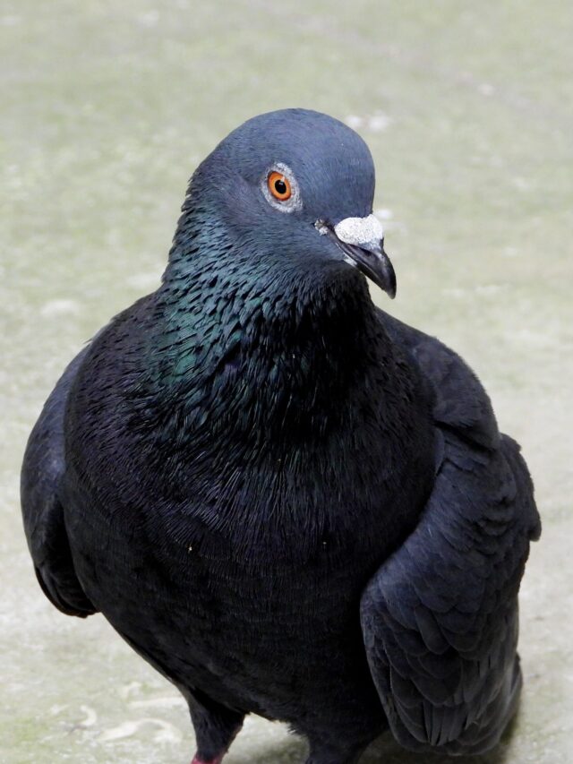 Descubra o perigo escondido nas fezes secas de pombo