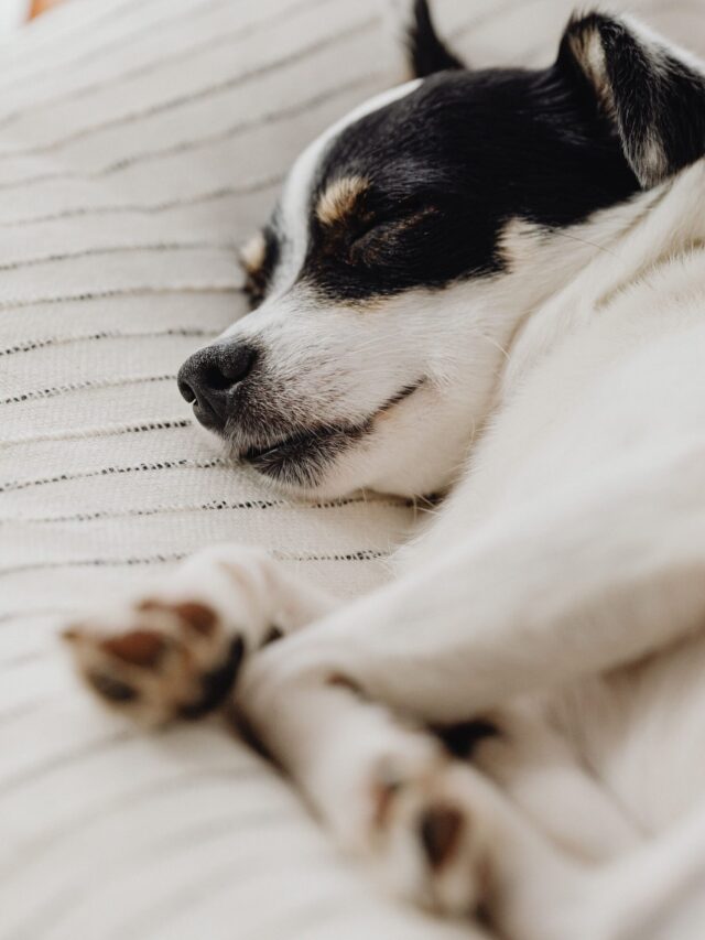 Dormir com o pet na cama faz bem ou mal? Efeito surpreende especialistas