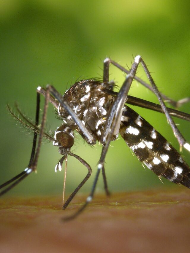 Repelente atrai mosquito? Estudo acende alerta para quem vai viajar