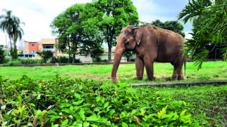Elefante Sandro no zoológico de Sorocaba, no interior de São Paulo