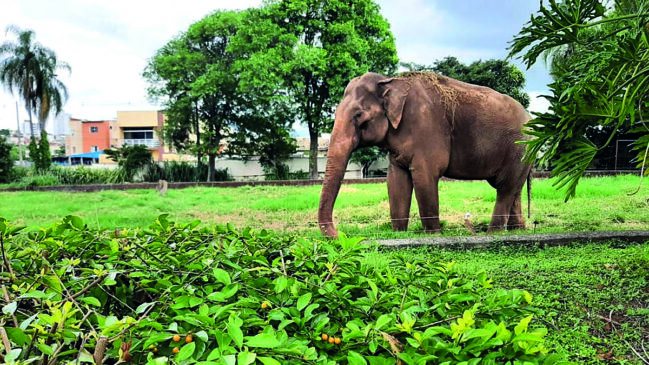 Elefante Sandro no zoológico de Sorocaba, no interior de São Paulo
